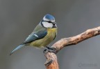 Cinciarella Cinciarella