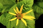 piccolo girasole piccolo girasole
