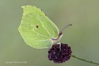 Cedronella (Gonepteryx rhamni) Cedronella (Gonepteryx rhamni)
