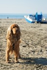 Pepito al mare Pepito al mare