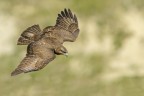 Poiana (Buteo buteo)