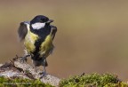 Cinciallegra (Parus major)