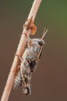 Calliptamus sp. Calliptamus sp.