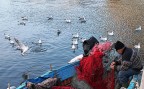pescatore pescatore