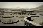 ..vigneto.. ..vigneto..
