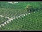 Vigneti # 15