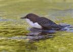 Merlo acquaiolo (Cinclus cinclus)