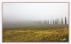 in fila nella nebbia in fila nella nebbia