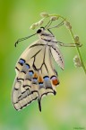 Papilio machaon