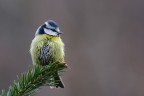 Cinciarella arruffata Cinciarella arruffata
