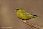 Verdone comune(Carduelis chloris chloris)