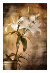 Fiori (post) Fiori (post)