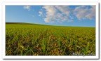 (classico) orizzonte nel grano (classico) orizzonte nel grano