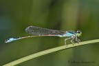 Ischnura elegans Ischnura elegans