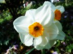 iris iris