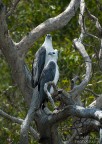 White Eagles White Eagles