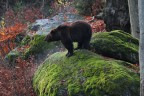 L'orso L'orso