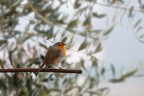 pettirosso pettirosso