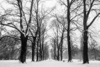 Between the old trees Between the old trees