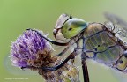 Anax parthenope Anax parthenope