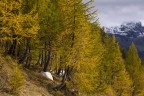 Autunno Autunno