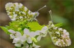 Anthocharis cardamines  maschio e femmina(Linnaeus, 1758)
Lepidoptera Pieridae

Nikon D7000- Micronikkor 105 mm D-f 16-1/5 sec-iso 800-treppiedi-scatto remoto-luce naturale

per vedere meglio:
http://img18.imageshack.us/img18/6349/anthochariscardaminesd7s.png