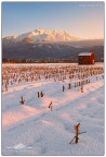 SNOWFIELDS SNOWFIELDS