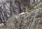 il camoscio piu' bello del mondo il camoscio piu' bello del mondo