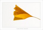 Foglia timida. Foglia timida.