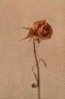 La Memoria di una Rosa
