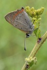 Lycaena Phlaeas Lycaena Phlaeas