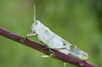 oedipoda caerulescens oedipoda caerulescens