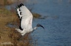 Ibis Sacro Ibis Sacro