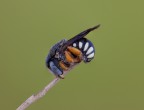 Hymenoptera - Megachilidae Anthidiellum Hymenoptera - Megachilidae Anthidiellum