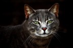 Gatto ritratto Gatto ritratto