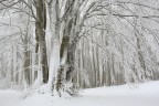 bianco faggio bianco faggio