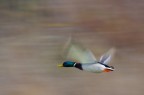 Panning Panning