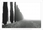 cipressi che scompaiono cipressi che scompaiono