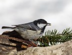 Cincia mora (Parus ater) Cincia mora (Parus ater)