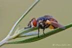 Diptera_Tachinidae_Gymnosoma