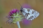 melanargia galathea melanargia galathea