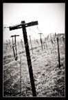 Strange Crosses Strange Crosses