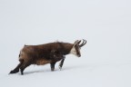 Il duro inverno Il duro inverno