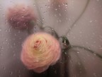 Queste sono alqune delle immagini di fiori a modo mio, simili a quelle di un altro utente di questo sito, ma le sue sono superiori, ovvio. Le metto  perch� a me piacciono e , volendo iniziare una piccola serie,  vi chiedo consigli e pareri. Grazie allora inizio una piccola serie.