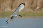 Ibis sacro in volo Ibis sacro in volo