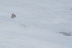Bianco nel bianco Bianco nel bianco
