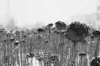 Girasoli d'inverno Girasoli d'inverno