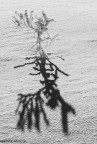 arte natura arte natura