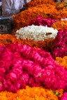 Fiori Fiori