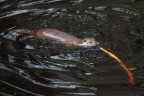 Lontra Lontra